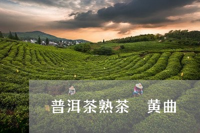 普洱茶熟茶 黄曲/2023041107869